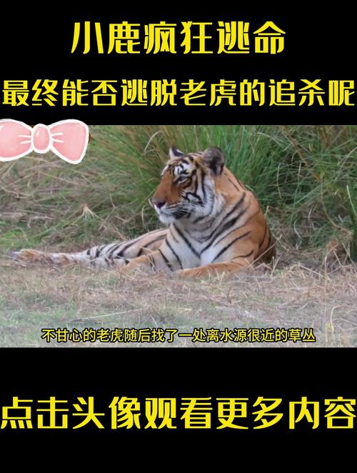 老虎逃脱攻略大全(老虎逃脱攻略)