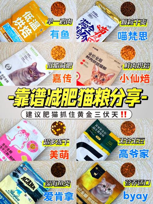 减肥猫最强配招是什么  减肥猫最强配招攻略